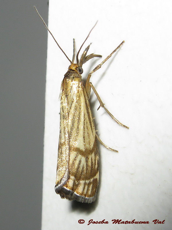 Chrysocrambus craterella o linetella ? C. craterellus